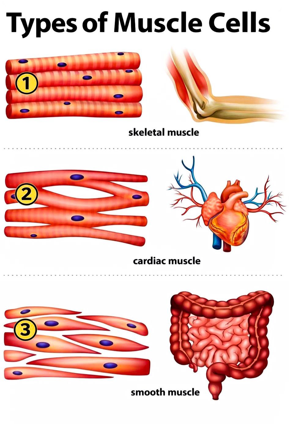 Which muscle cannot regenerate? | Facebook