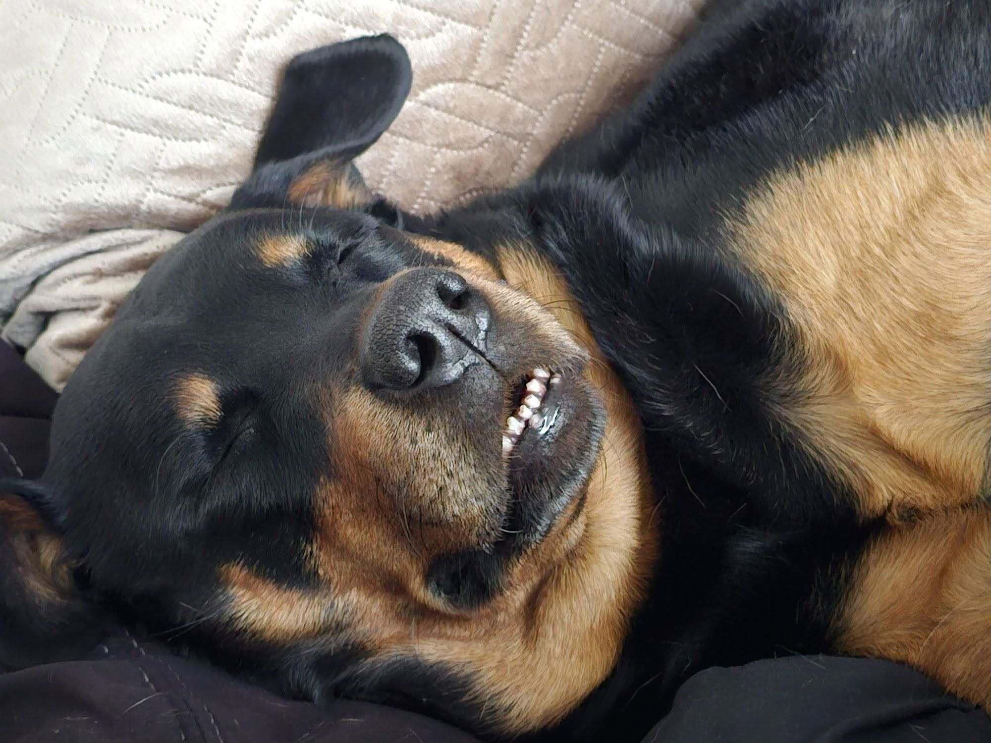 🐾✨ Rottweiler Star of Today 🐾✨ Lucy is bringing happiness to