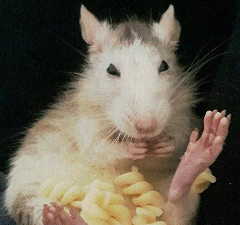 Pasta Rats