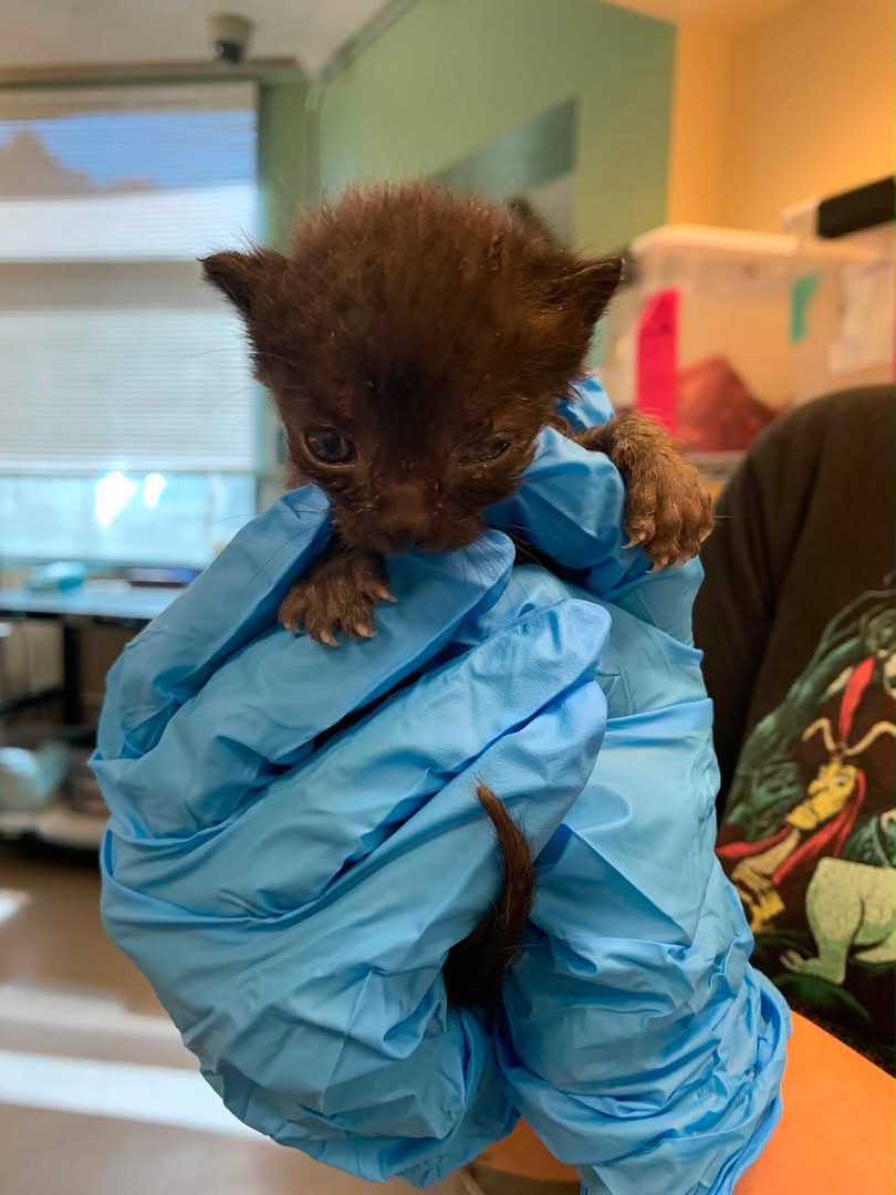 Save A Kitten San Jose added a - Save A Kitten San Jose
