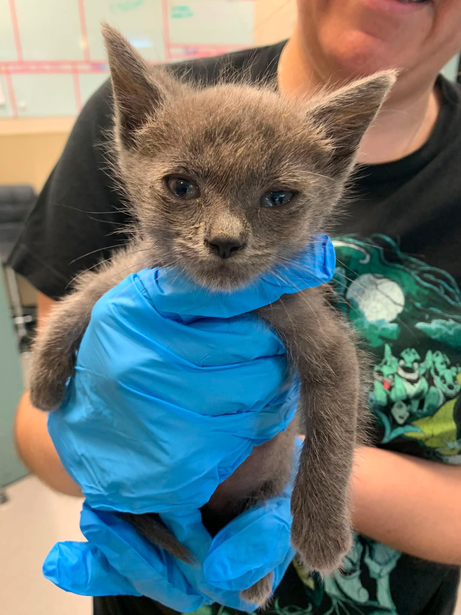 kittenページ Save A Kitten San Jose added a - Save A Kitten San Jose