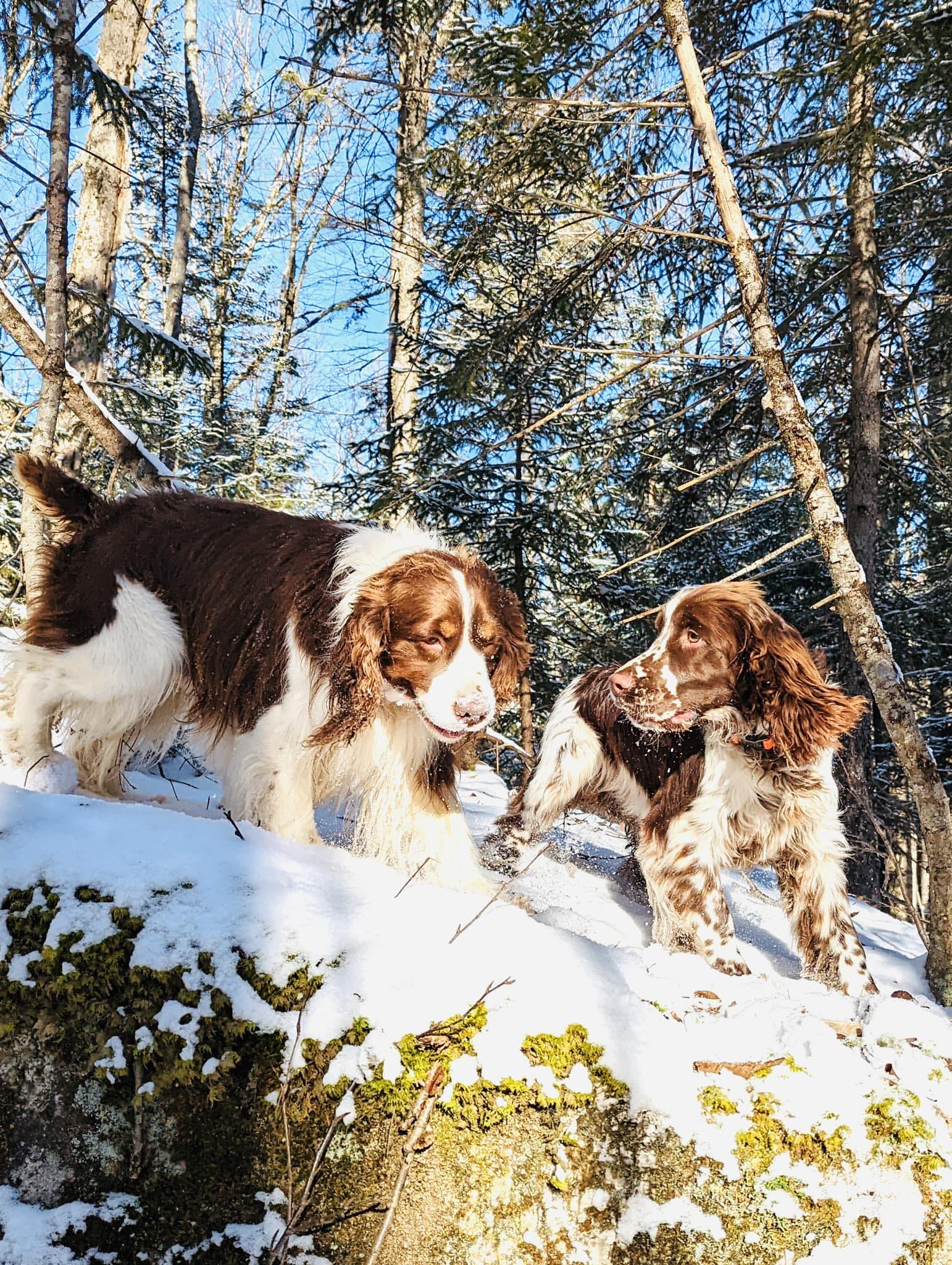 Everyday Sunshine Springers