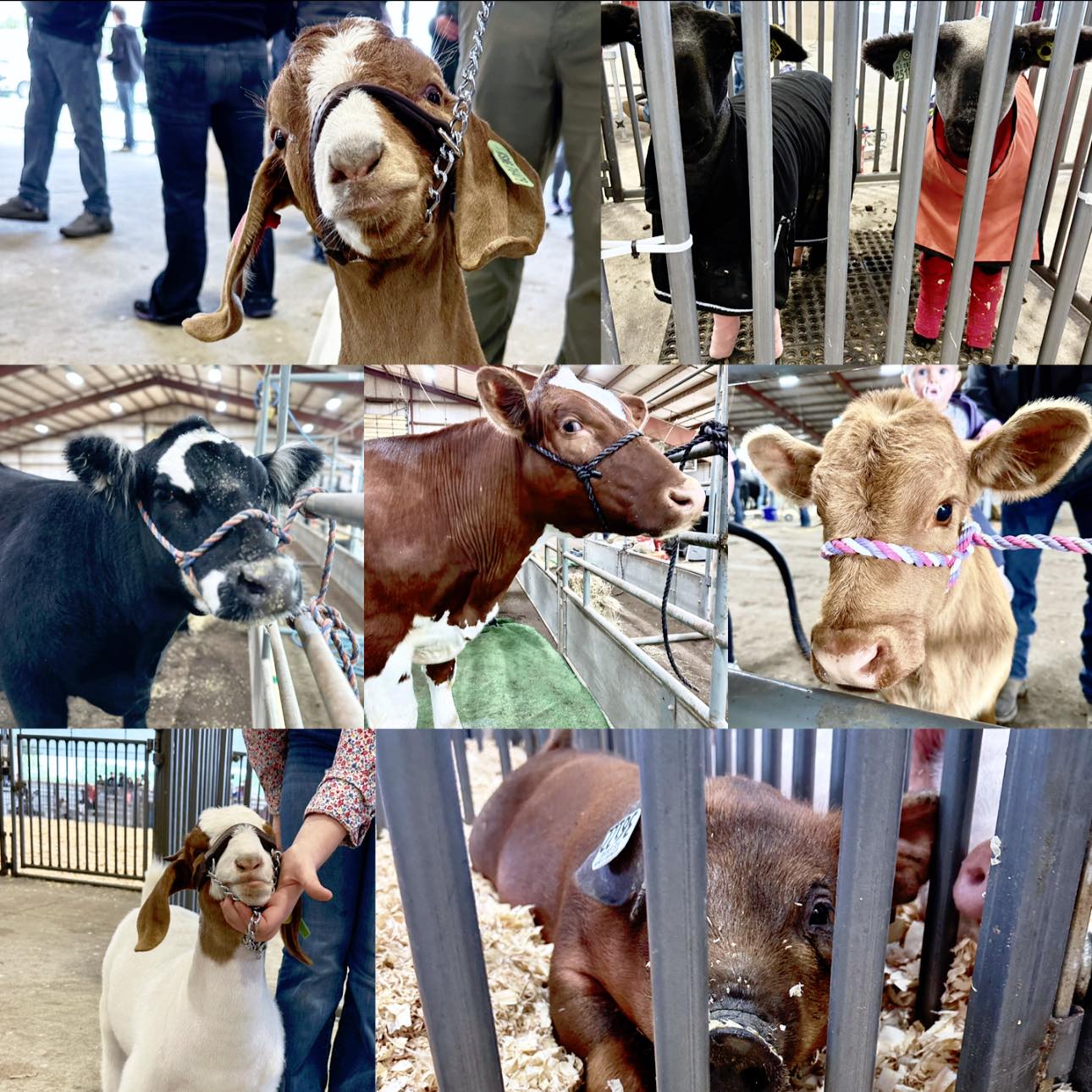 Douglas County Fair - Kansas | Lawrence KS