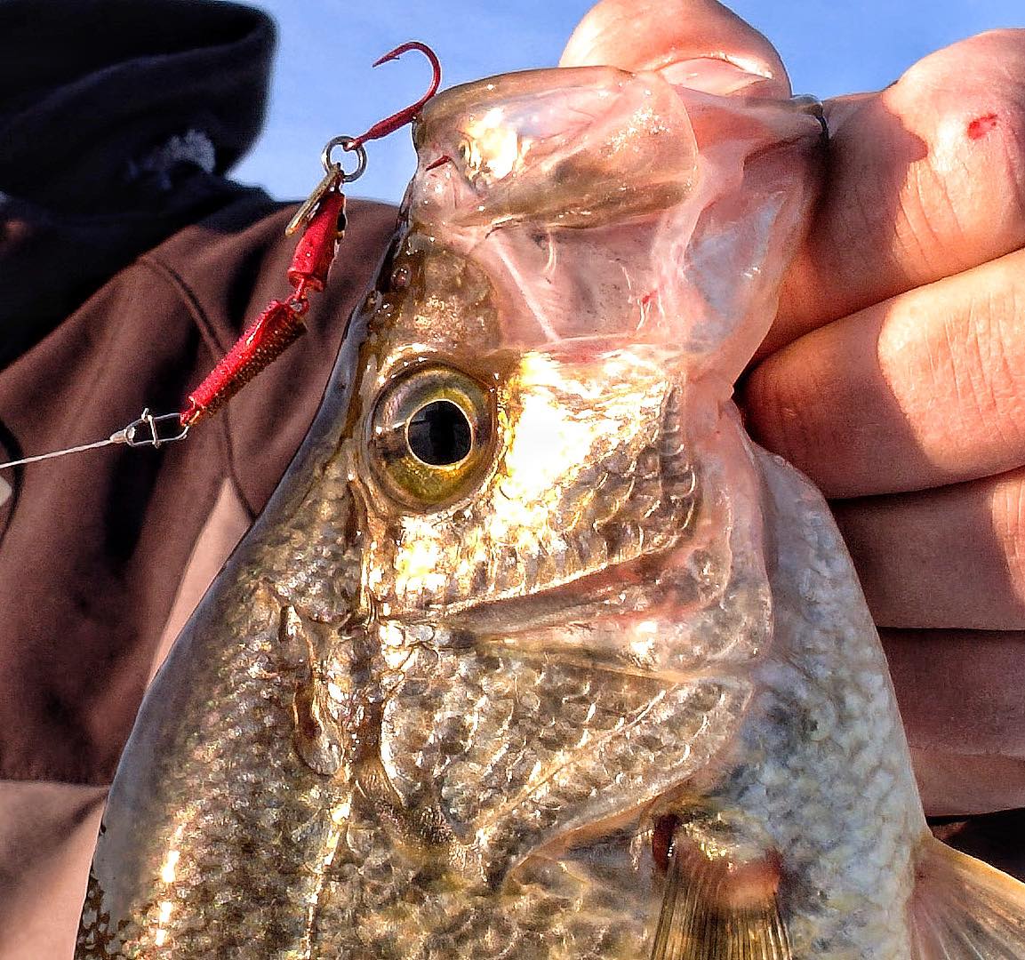 crappie fishing wax works with pickle lure Glow Bait Green Black Flake Brush-Walker This Arkie Panfish Assortment offers you a variety of bait colors and types to provide an optimal fishing experience Jointed Pinhead lure for catching