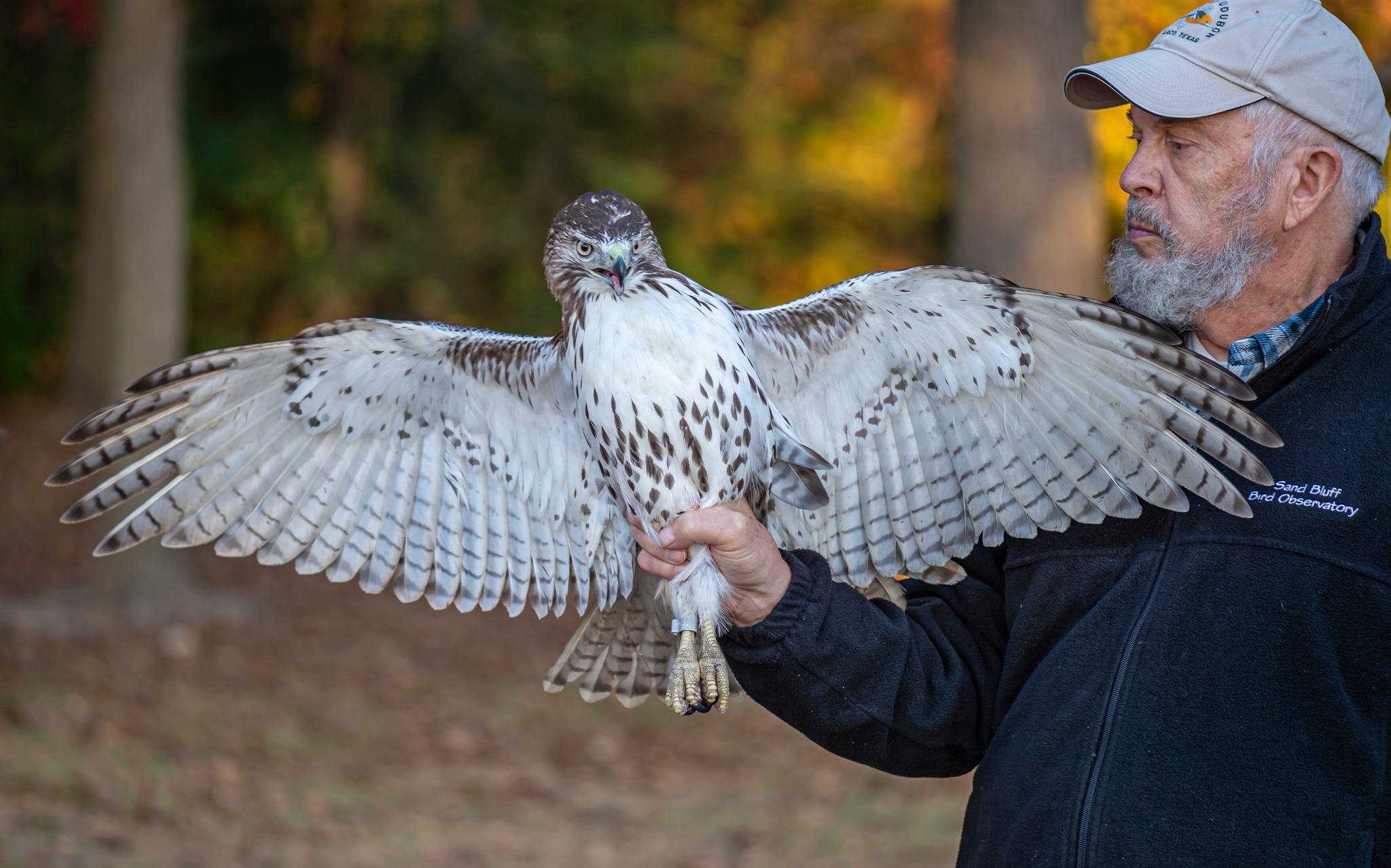 Sand - What a treat to see a Red-tailed Hawk that was trapped in a ...
