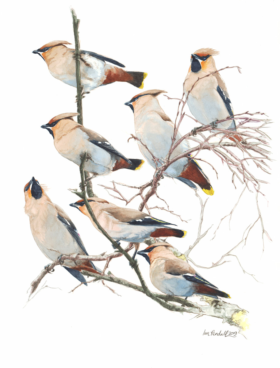 Ian Rendall Artist