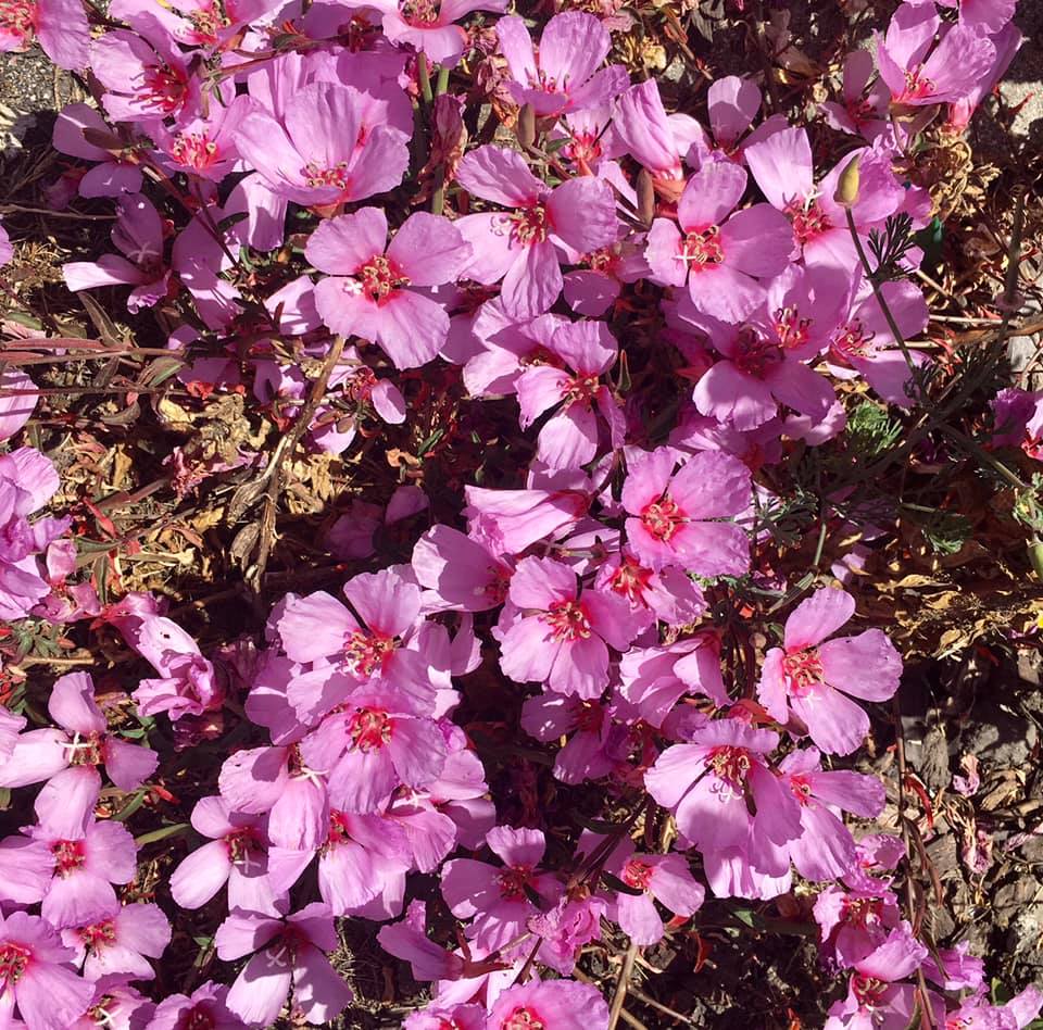 HAWAIIAN WORD OF THE DAY:—“ʻĀkala”—“Pink”. Pronounce this “Ah-kah