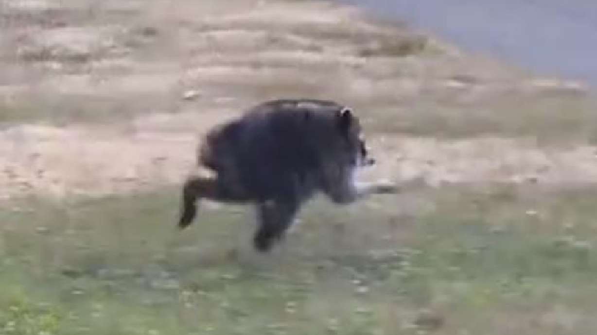 A unique raccoon spotted in Seattle is going viral online. The