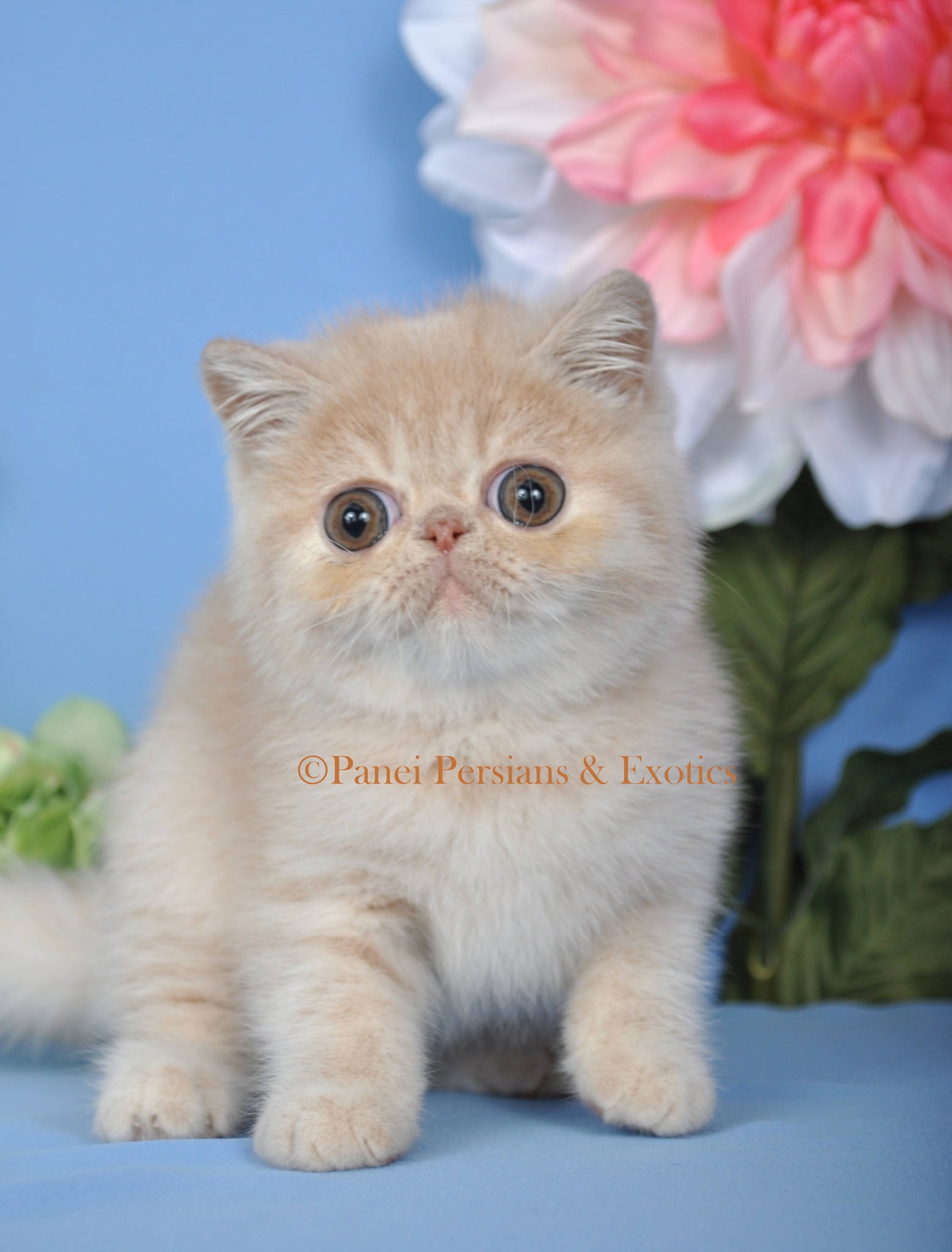 Panei Persians & Exotics