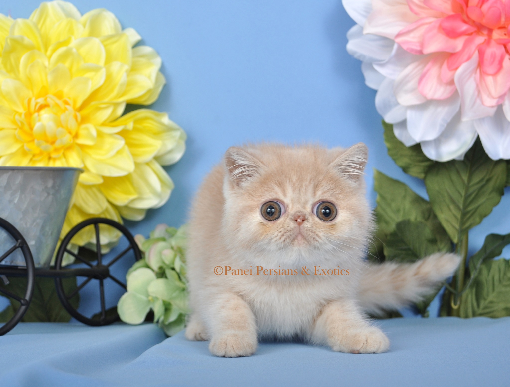 Panei Persians & Exotics