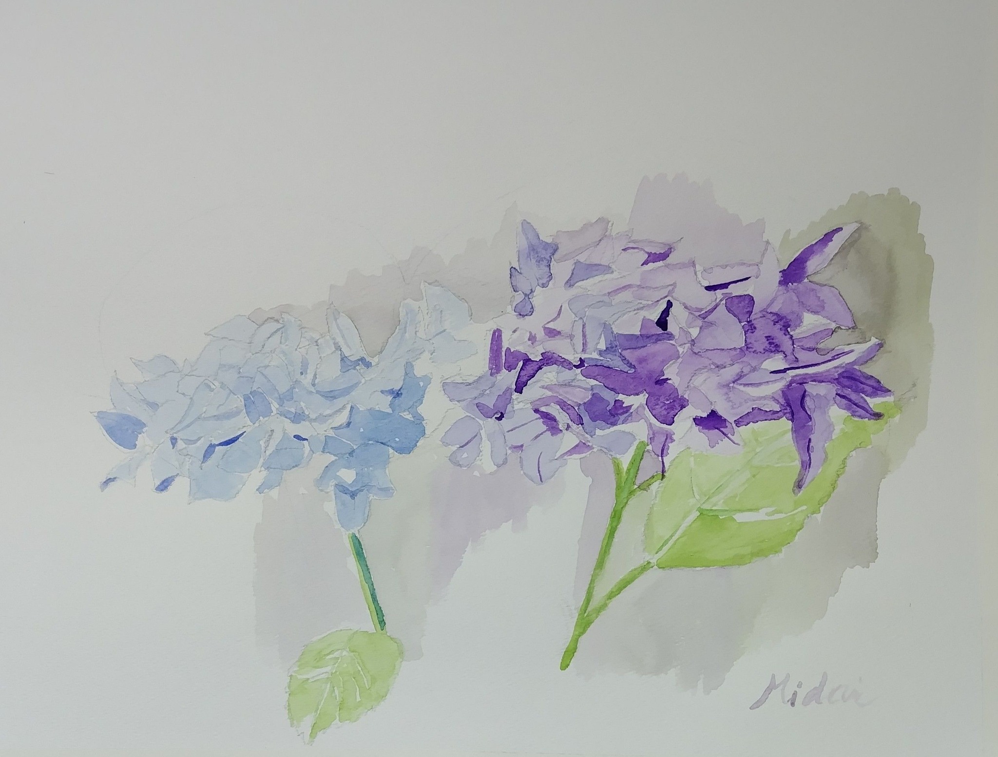 紫陽花』🖌️ 透明水彩画 ワトソン F6 318㎜×410㎜ #watercolor