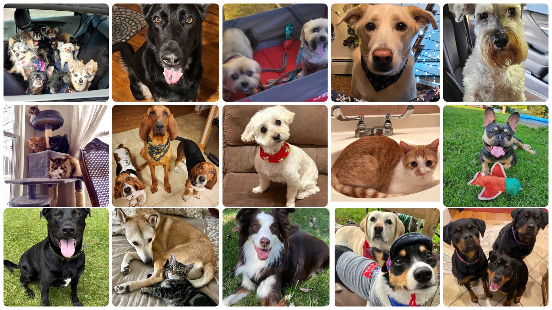 Springville Animal Hospital PC | Springville NY