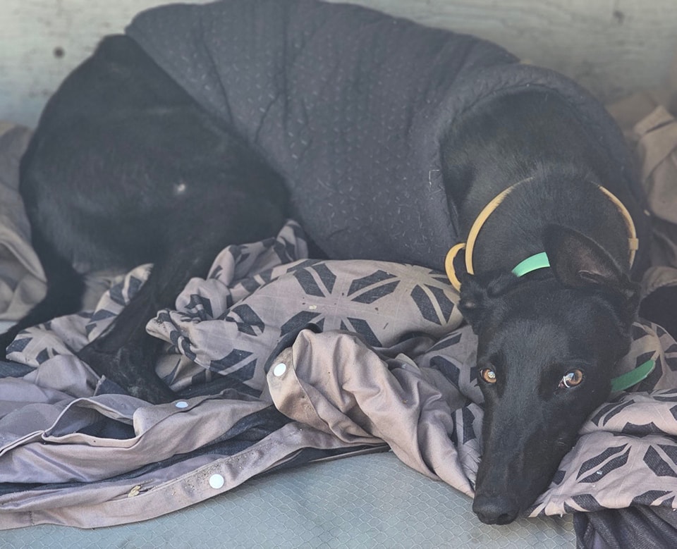 South East Queensland Animal Rescue - page 2 | Brisbane City QLD