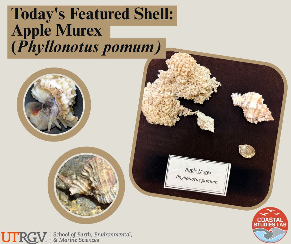 UTRGV - 🐚 Today’s Featured Shell: Apple Murex (Phyllonotus pomum) 🌊 The ...