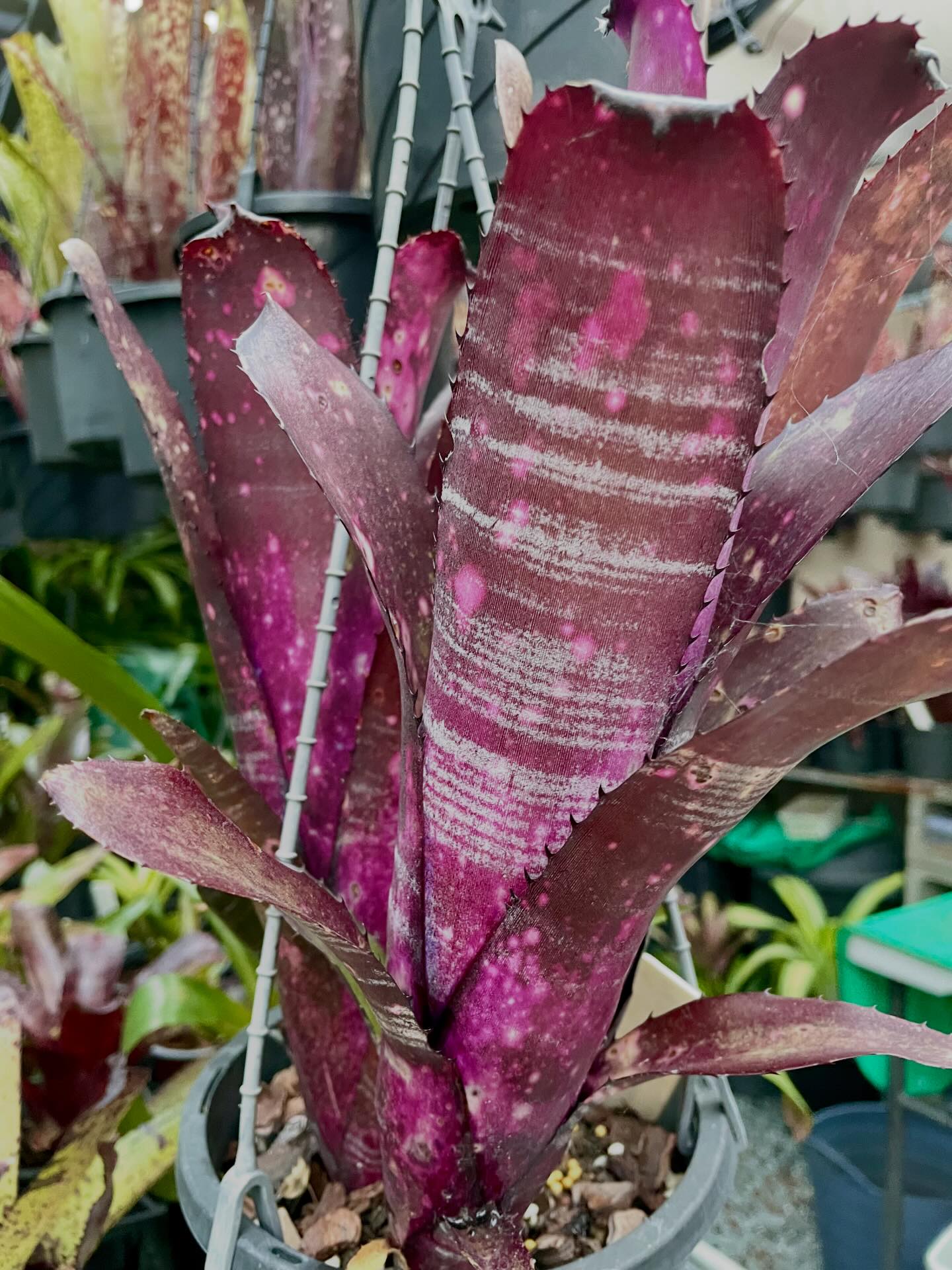 Billbergia Talbot Burning Desire🩷🩷🩷 #billbergia