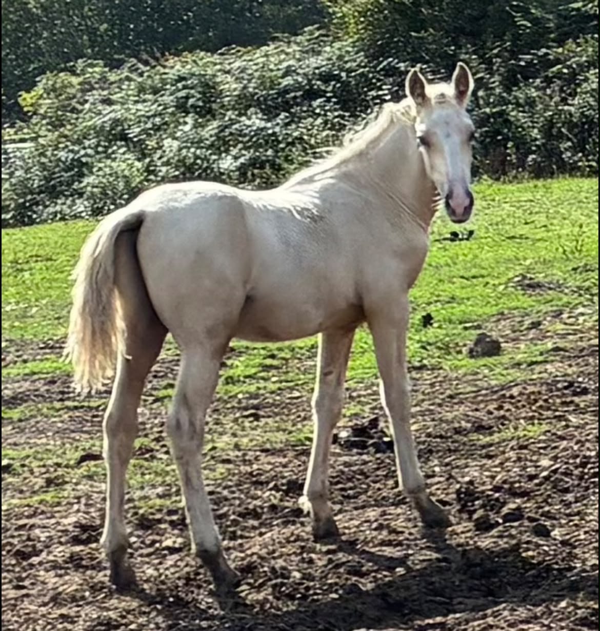 【サリー】クリーム 👀🏡 Tresorya Solaris.Smart Palomino Colt by Tresorya Cornish