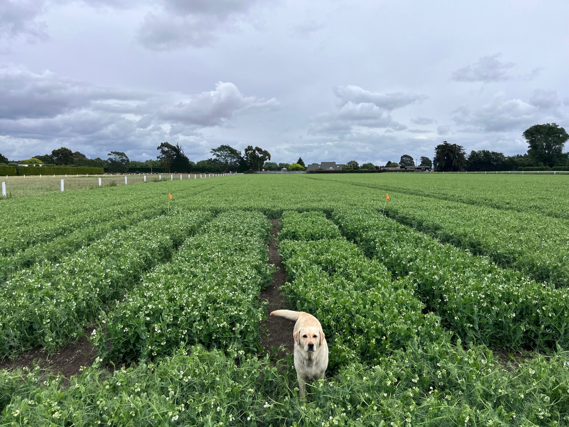 Luisetti Seeds | Rangiora