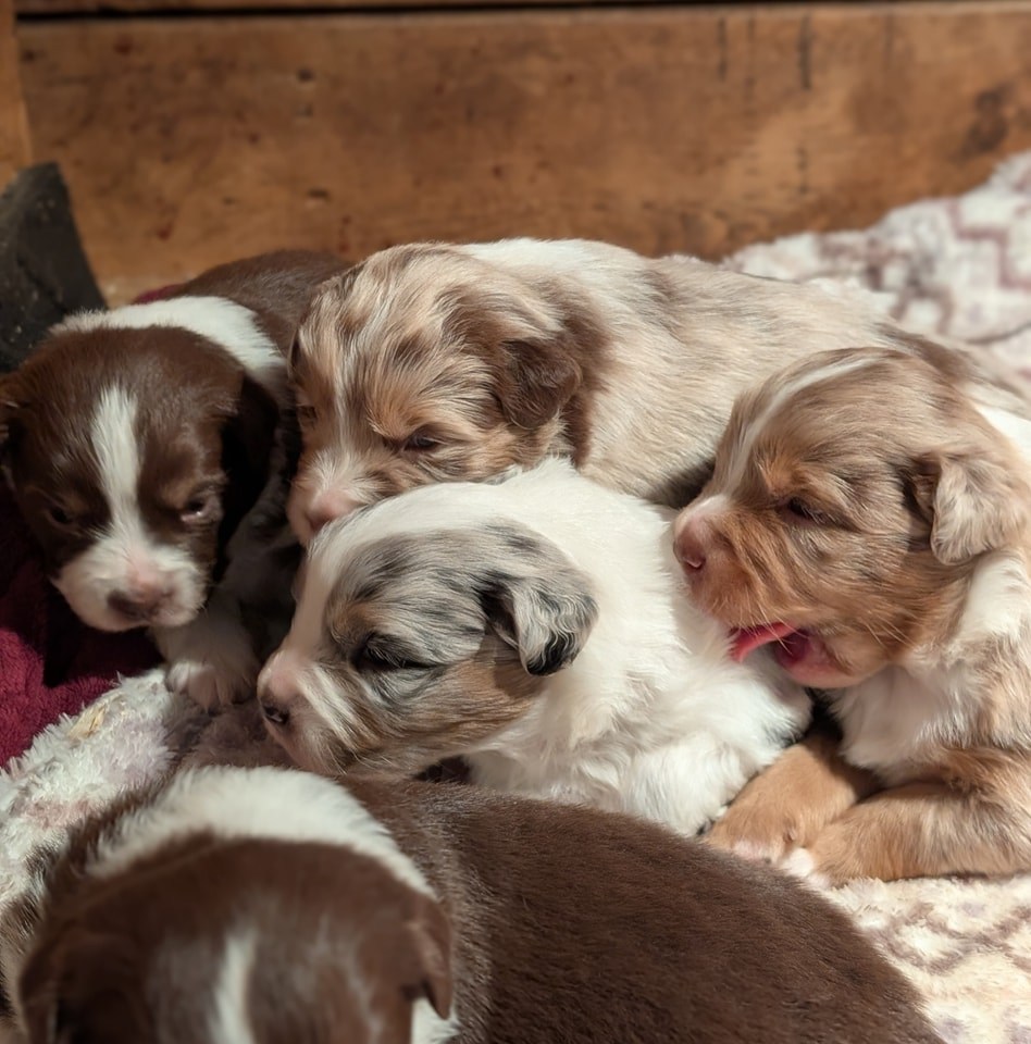Les Chiens De Momo Home Facebook - 
