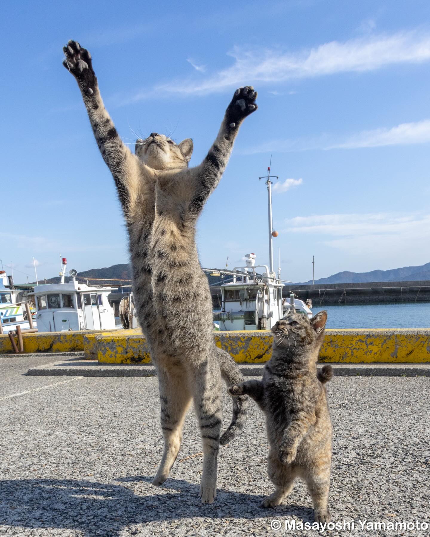 あの、、、、。 Well #ねこ #猫 #cat #立ち猫 #cats_of_instagram
