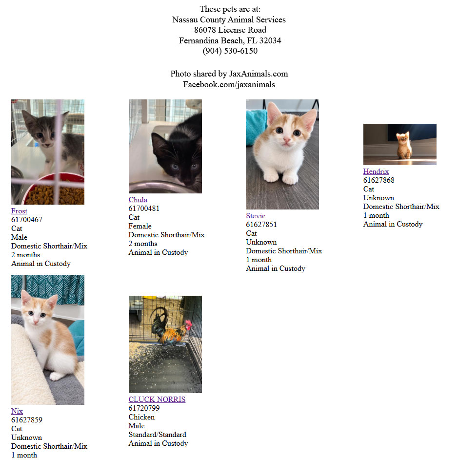 Found pets at Nassau County Animal Services in Fernandina Beach