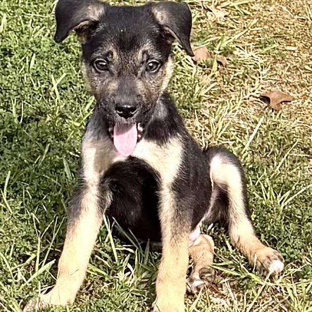 Our journey with Tailgate ended today when he joined his forever family ...