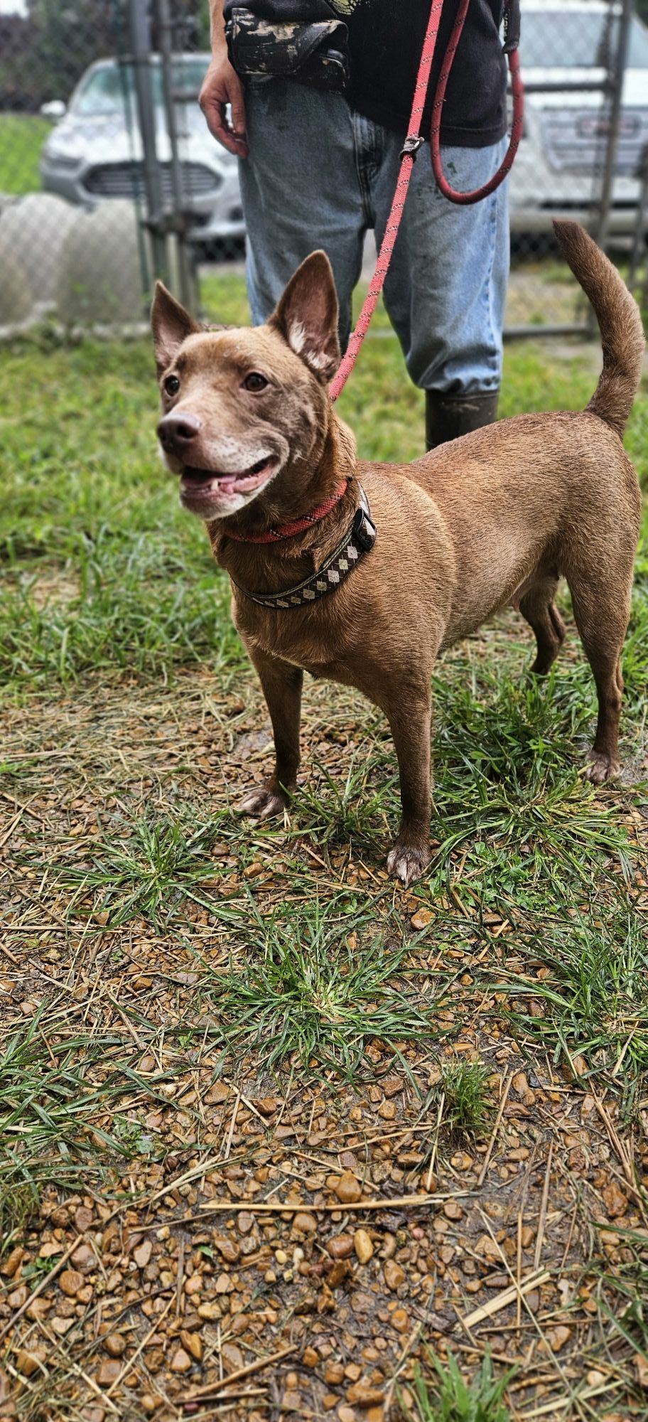 Dog Pound of Fulton Ky | Fulton KY