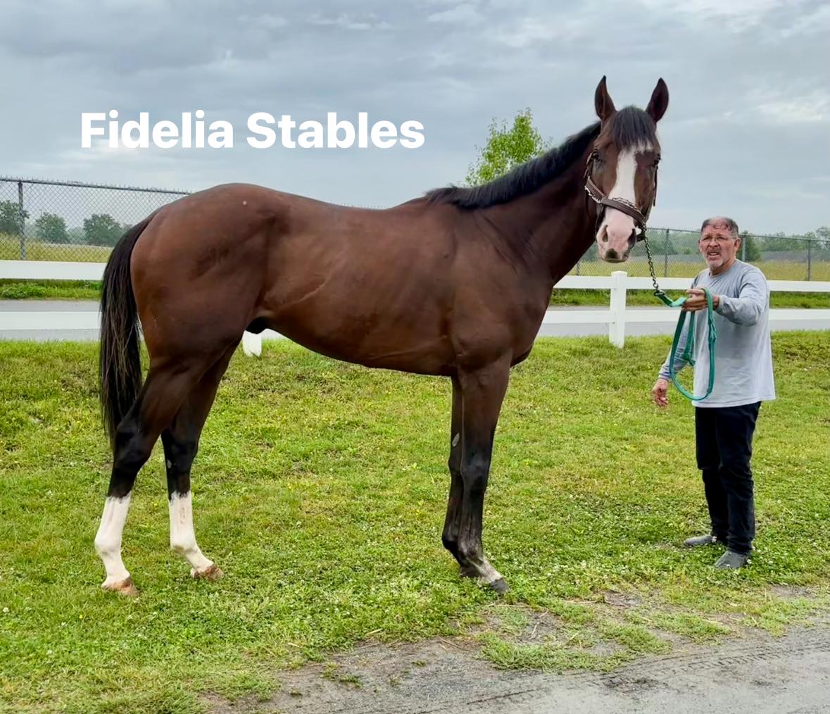 Kind and correct 2021 stallion Mr Ramirez for sale
