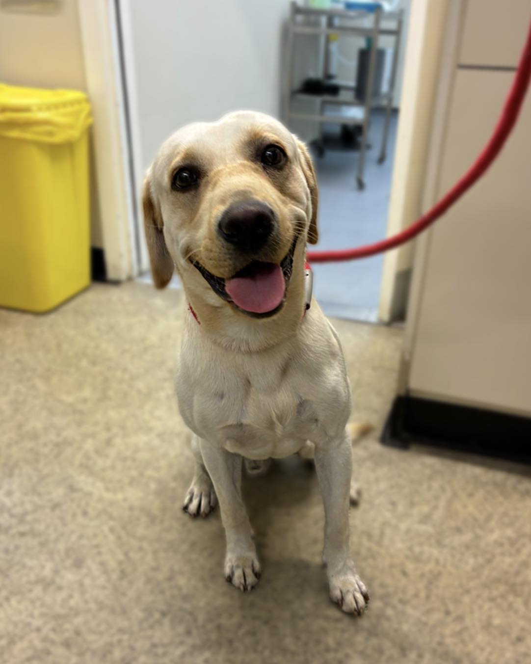 Gortlands - Casper the yellow lab was in earlier this month for his ...