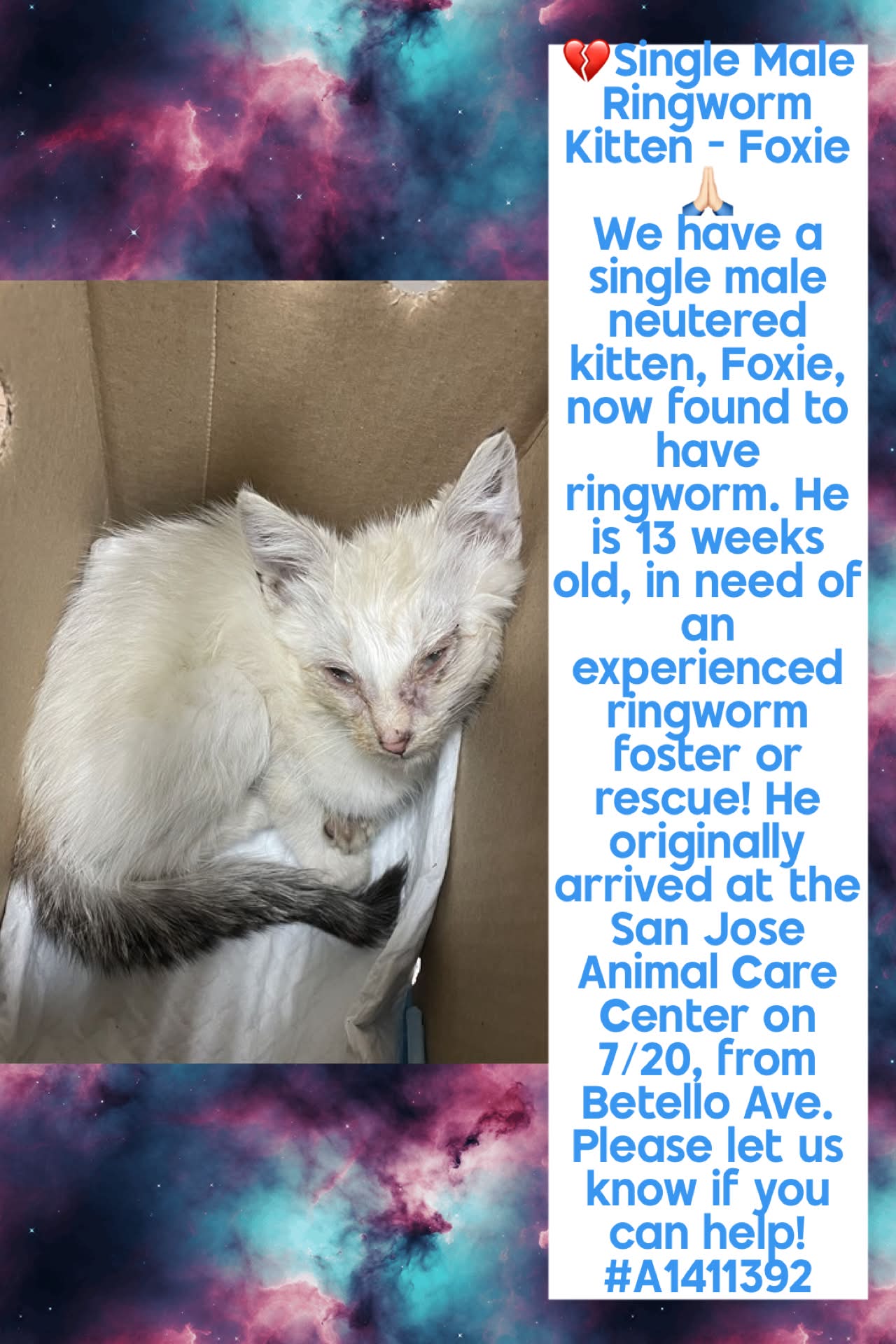 Save - 🔥🚨Single 6 Week Old Female Kitten In Great Need of Rescue