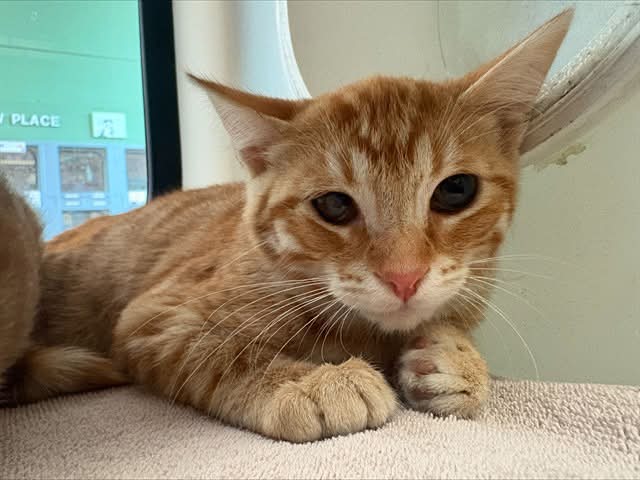 Save A Kitten San Jose added a - Save A Kitten San Jose