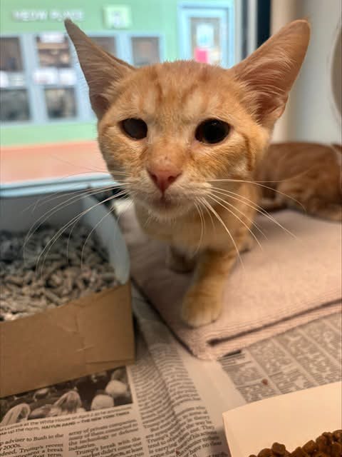 Save A Kitten San Jose added a - Save A Kitten San Jose