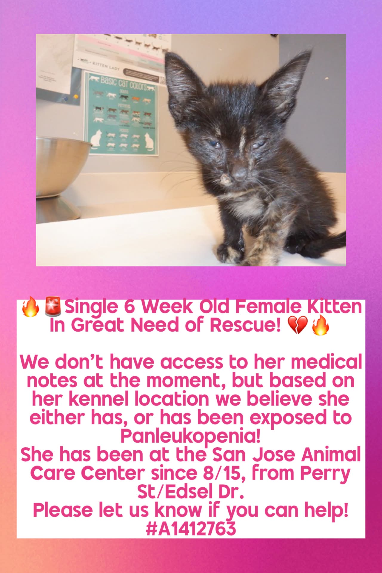 Save - 🔥🚨Single 6 Week Old Female Kitten In Great Need of Rescue