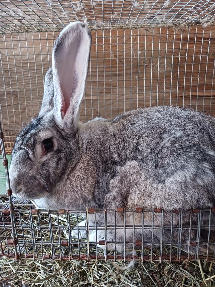 Rabbits of Hewitt Farm Rabbitry | Holdenville OK