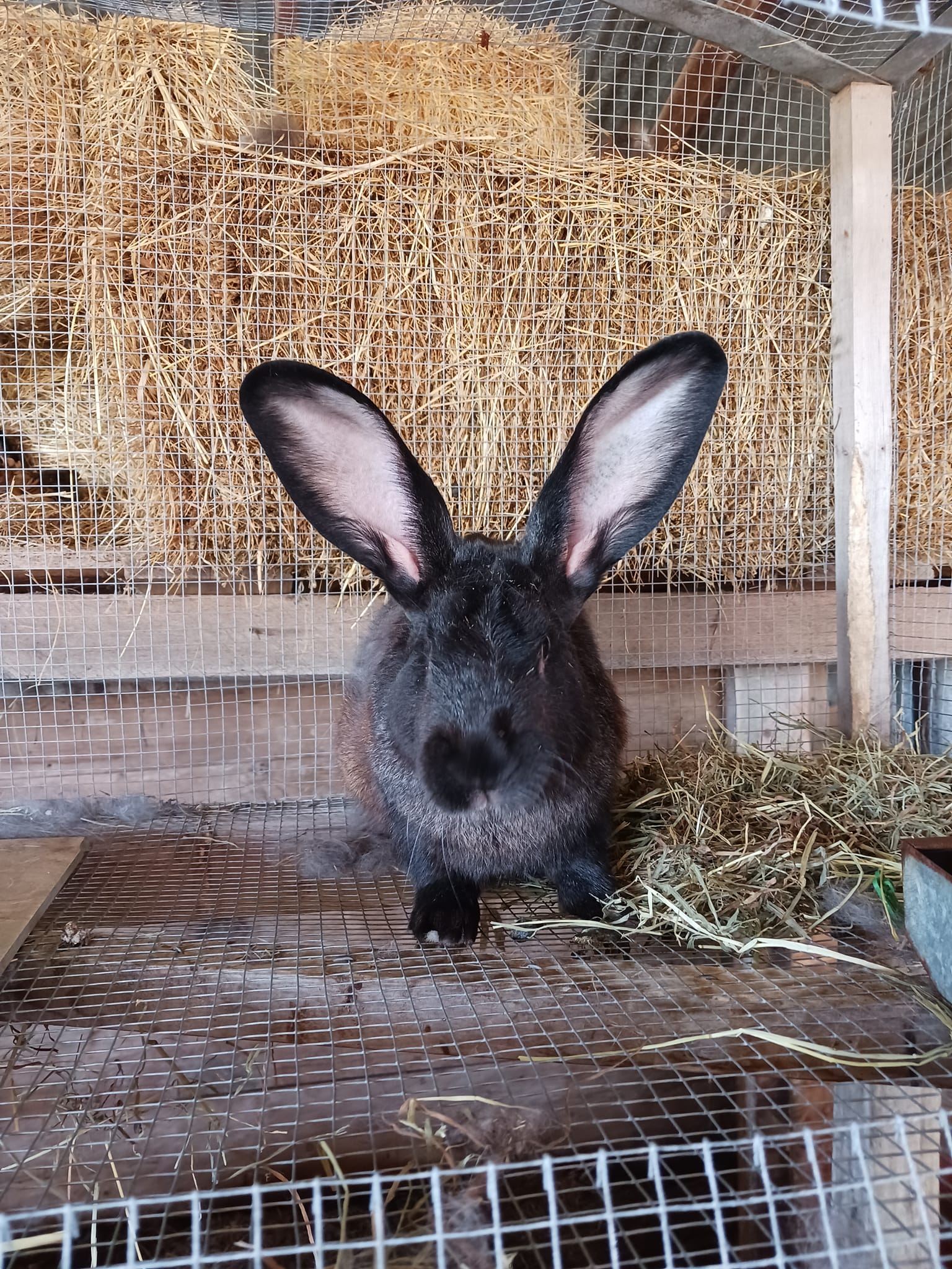 Rabbits of Hewitt Farm Rabbitry | Holdenville OK