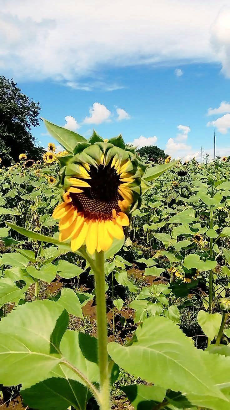 Girasoles Faidy
