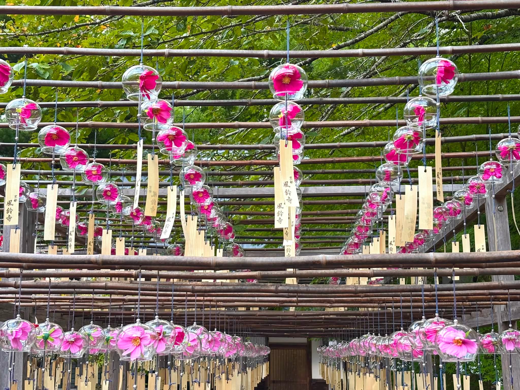 正寿院（しょうじゅいん） - 額縁構図で見られる桜は希少な景色ですよ