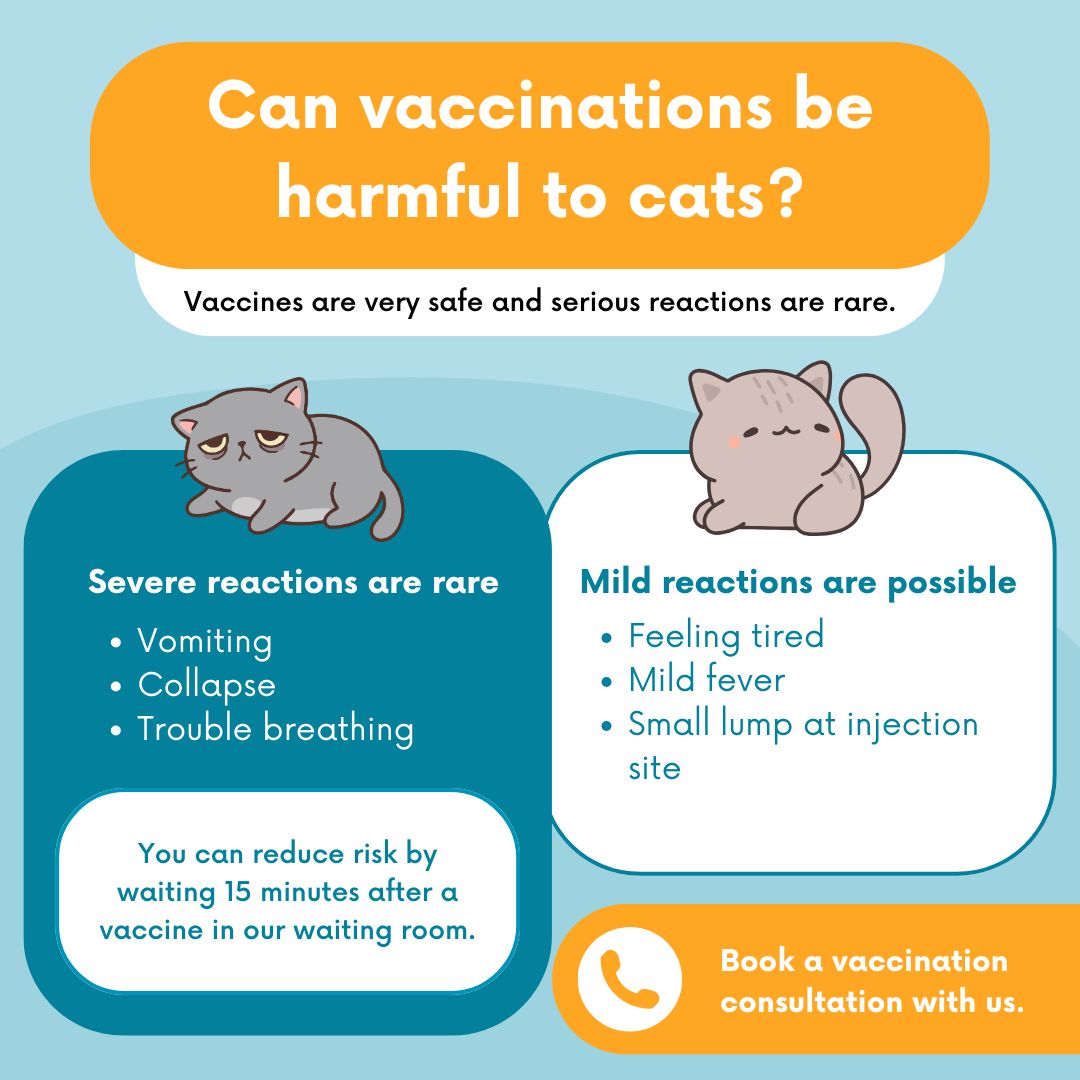 Cat vaccinations are very safe, and serious reactions are rare. 💉 Some cats may feel tired, have a mild fever, or develop a small lump at the injection site for a few