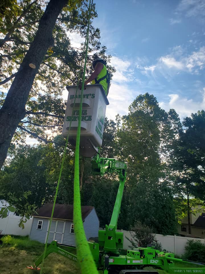 Sitemapcdatahttpabckniqoocomfiguemax Tree Service Somerdale Njnull