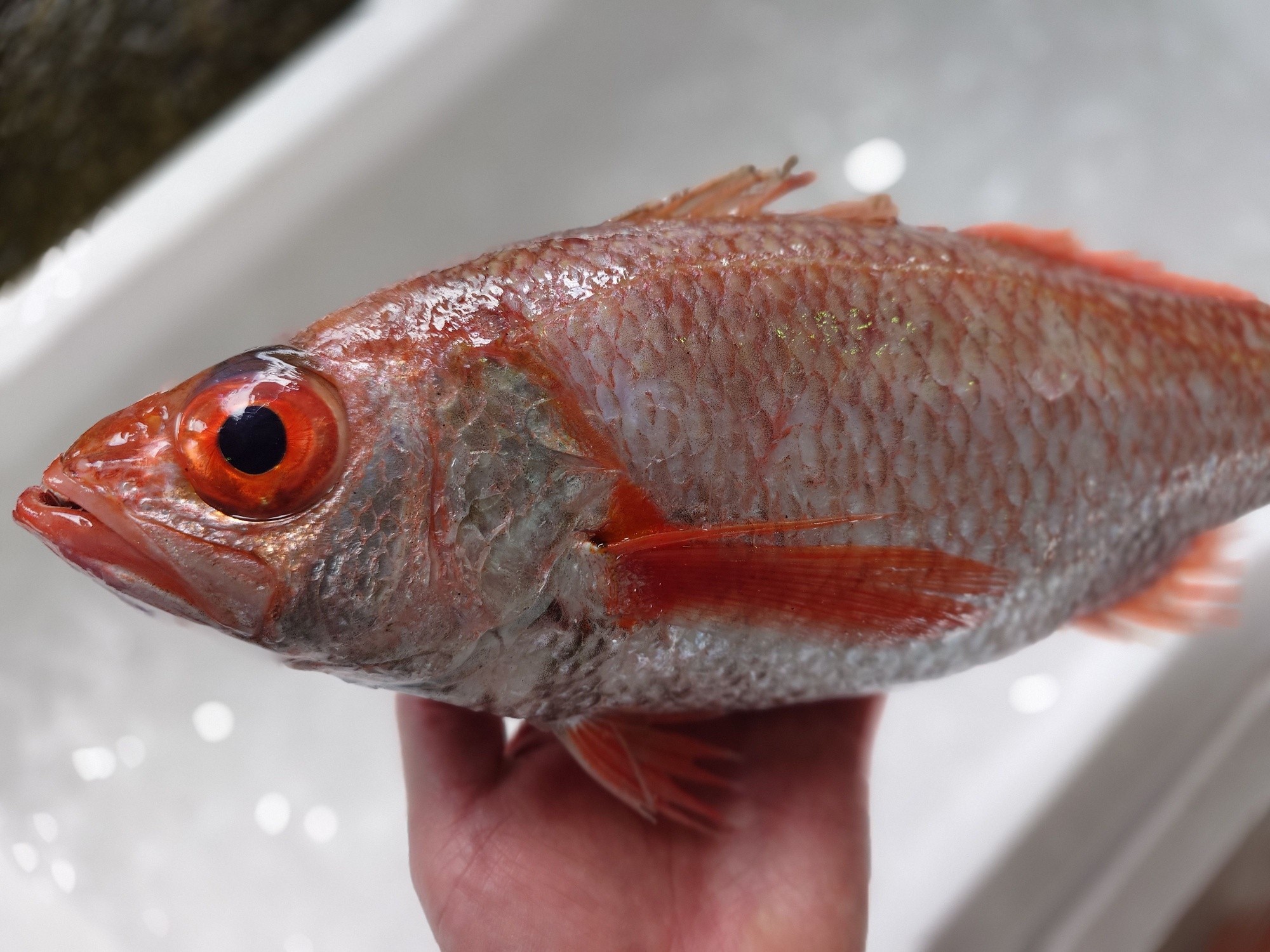 お魚様 2026年9月25日 今日のお魚です 宜しくお願い致します🙇