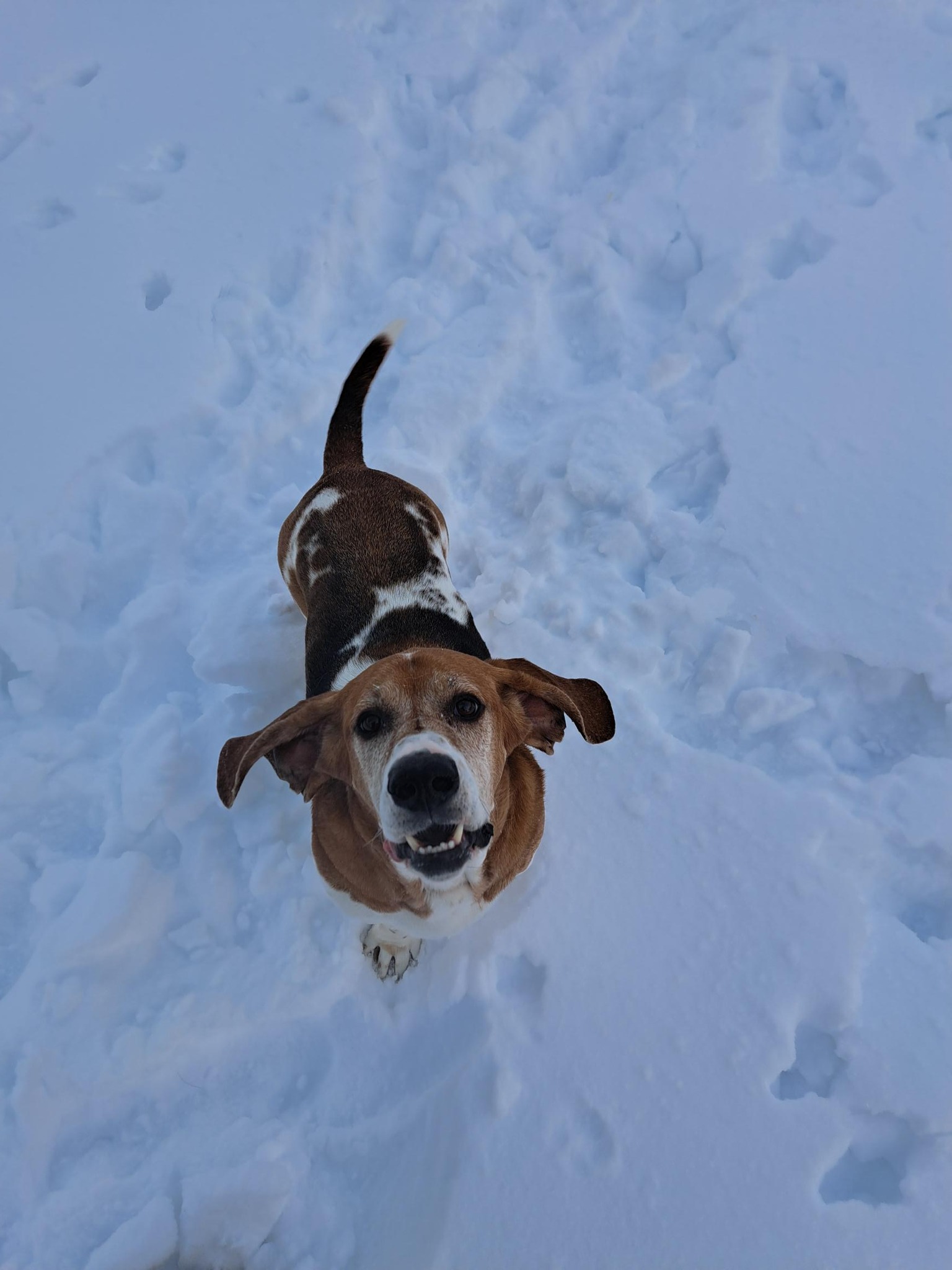 Gochenauer - We do not require your dog to have a current license while ...