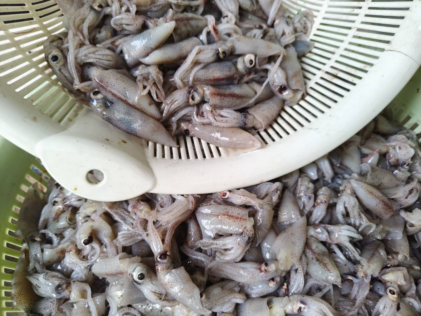 高雄林園釣魚社| Facebook