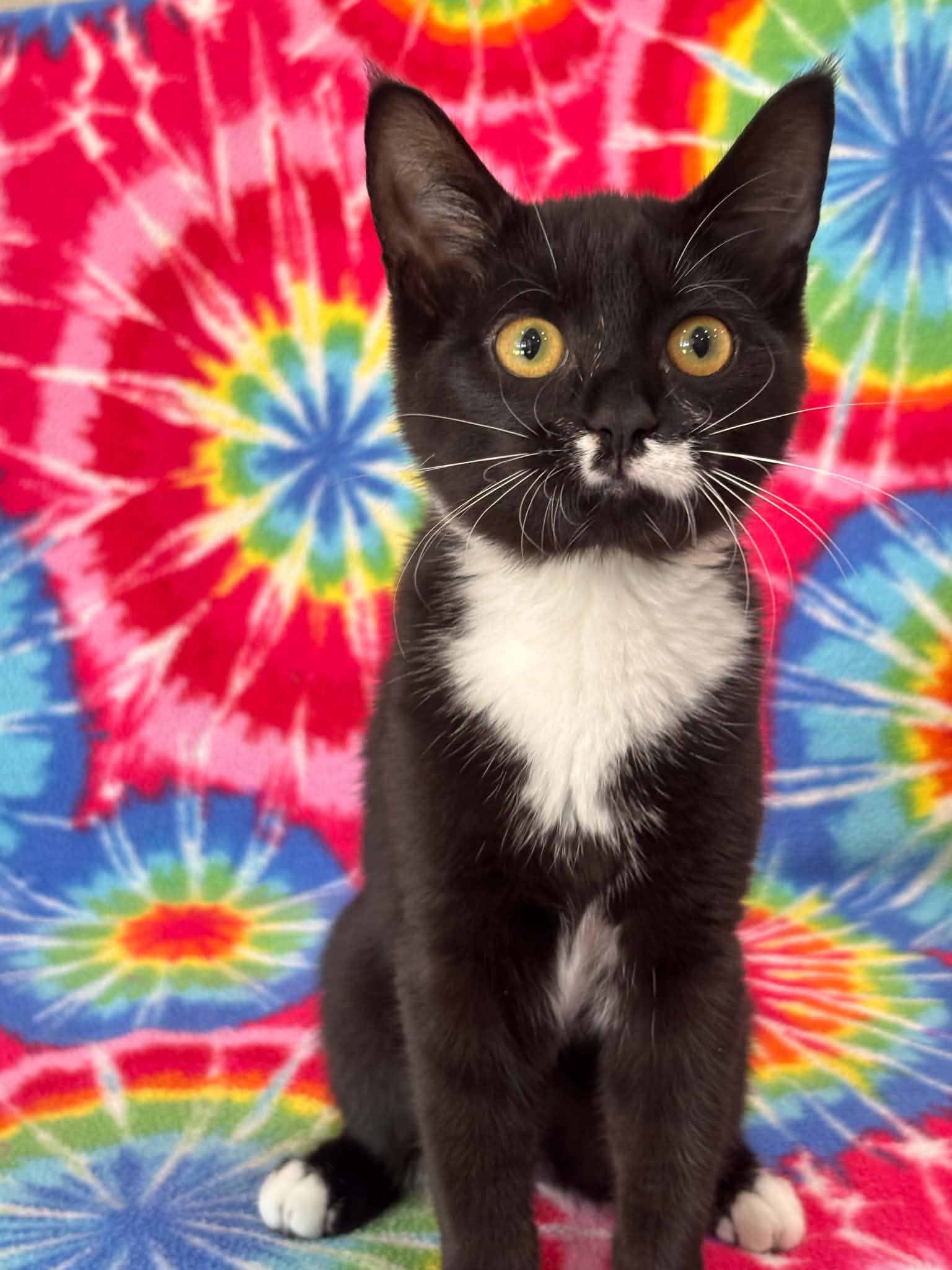 Found on Hwy 43 in Warrenton.... - Warren County Animal Ark | Facebook