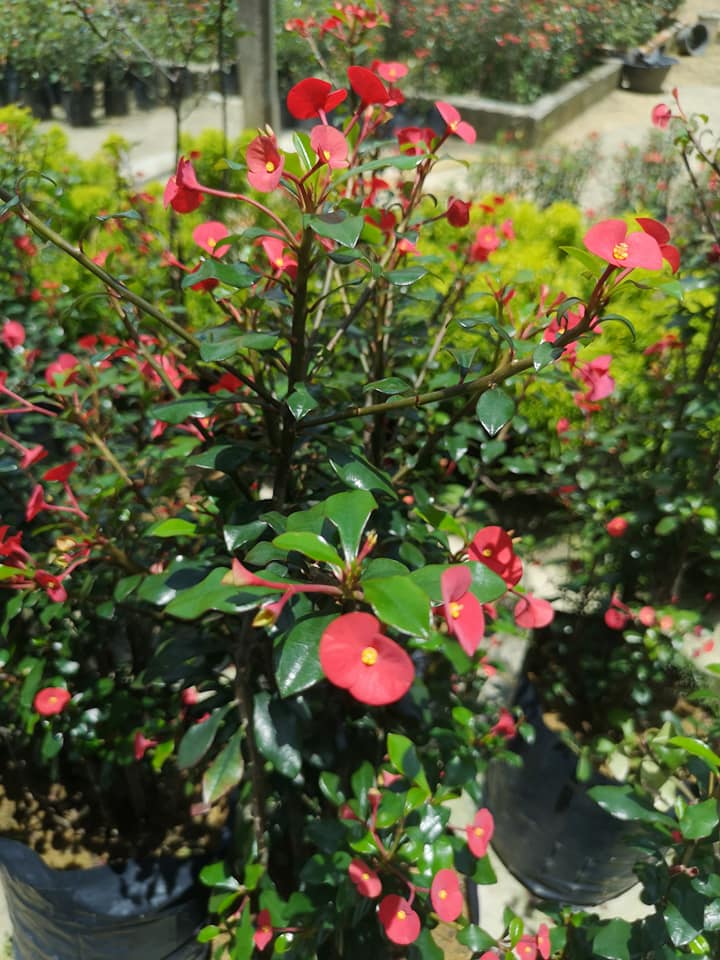 花艺 匠心 美美哦 麒麟花 吉祥花麒麟花花色鲜艳 开花期长 养护的好一年四季均可开花 Facebook