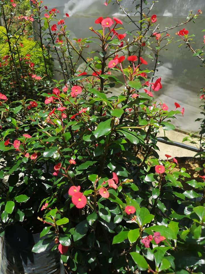 花艺 匠心 美美哦 麒麟花 吉祥花麒麟花花色鲜艳 开花期长 养护的好一年四季均可开花 Facebook