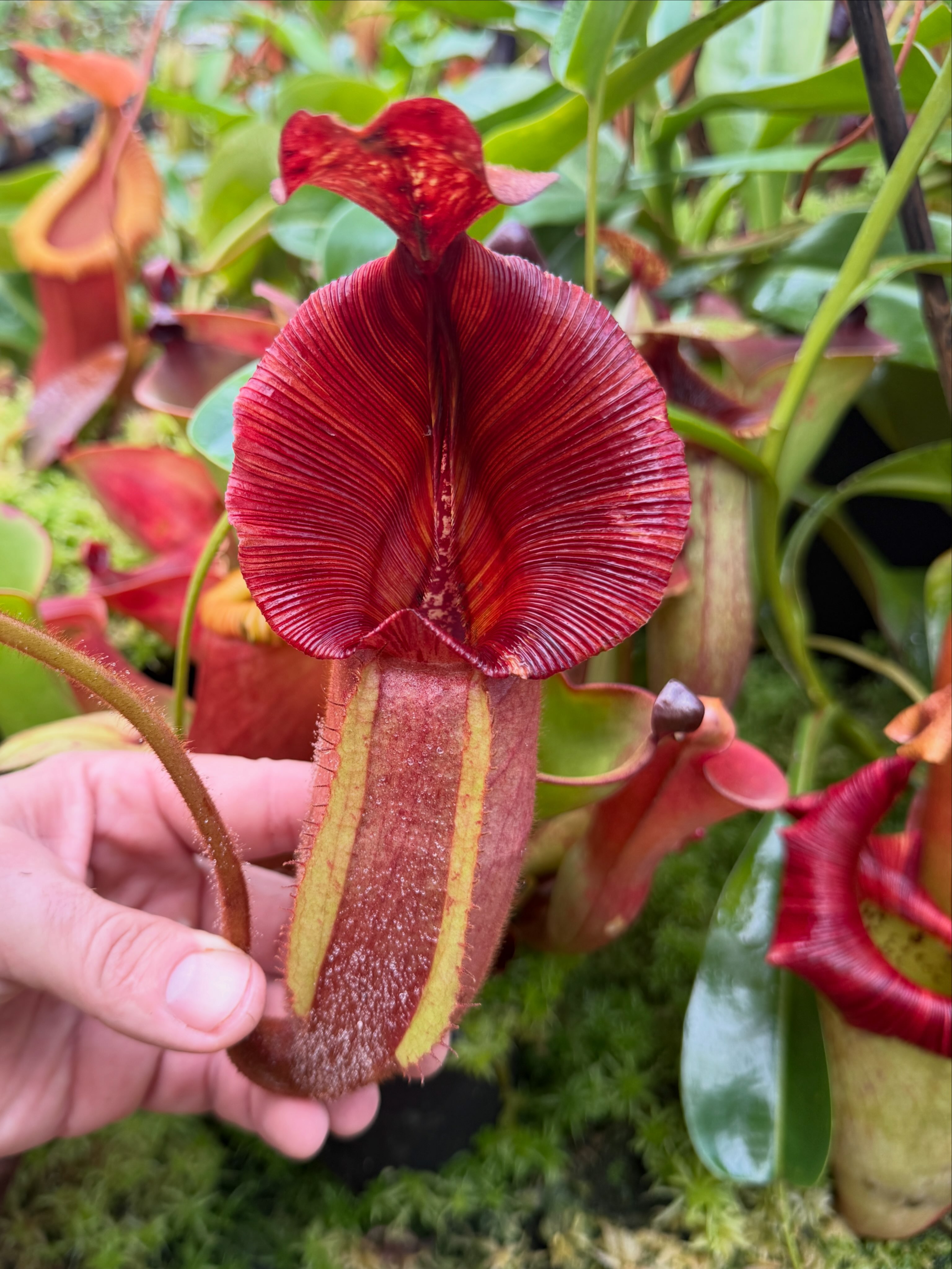 RedLeaf - Nepenthes veitchii (X) 'Geoff Wong' x 'Candy Dreams' RE
