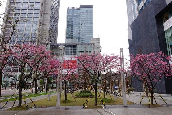 游台灣-台灣旅遊第一站 - 【市區也看得到粉色花海！臺北市內賞櫻秘境整理】... | Facebook