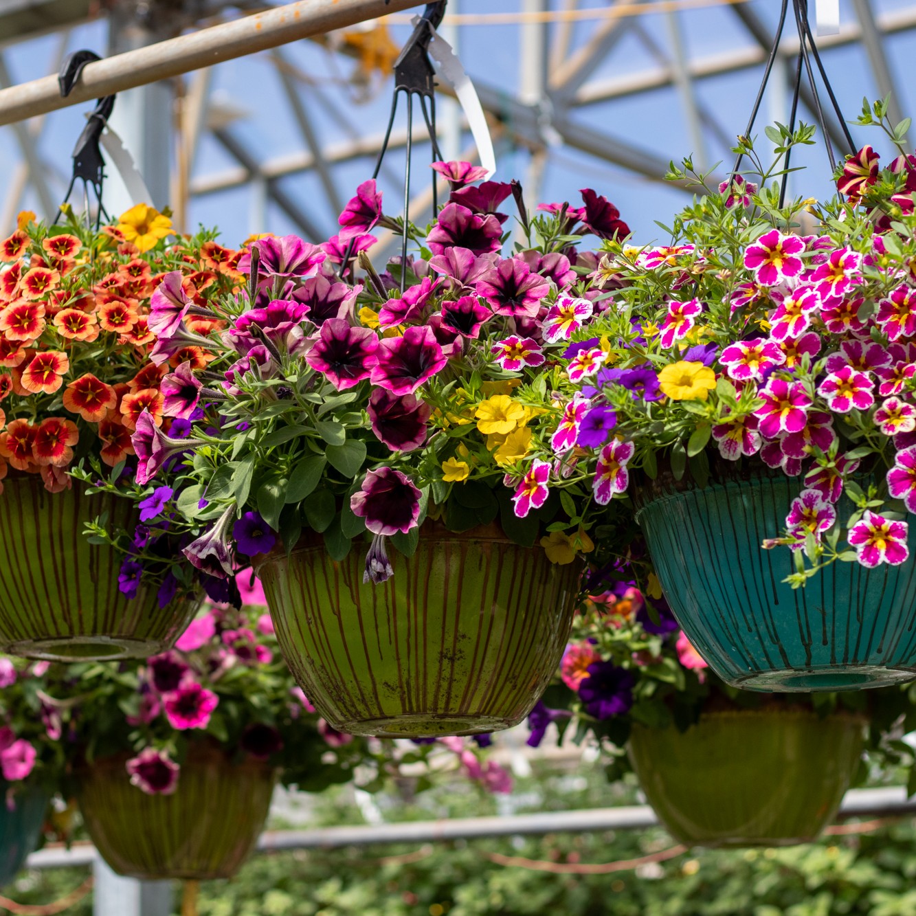 The greenhouse is full of color 🌸 Our 12