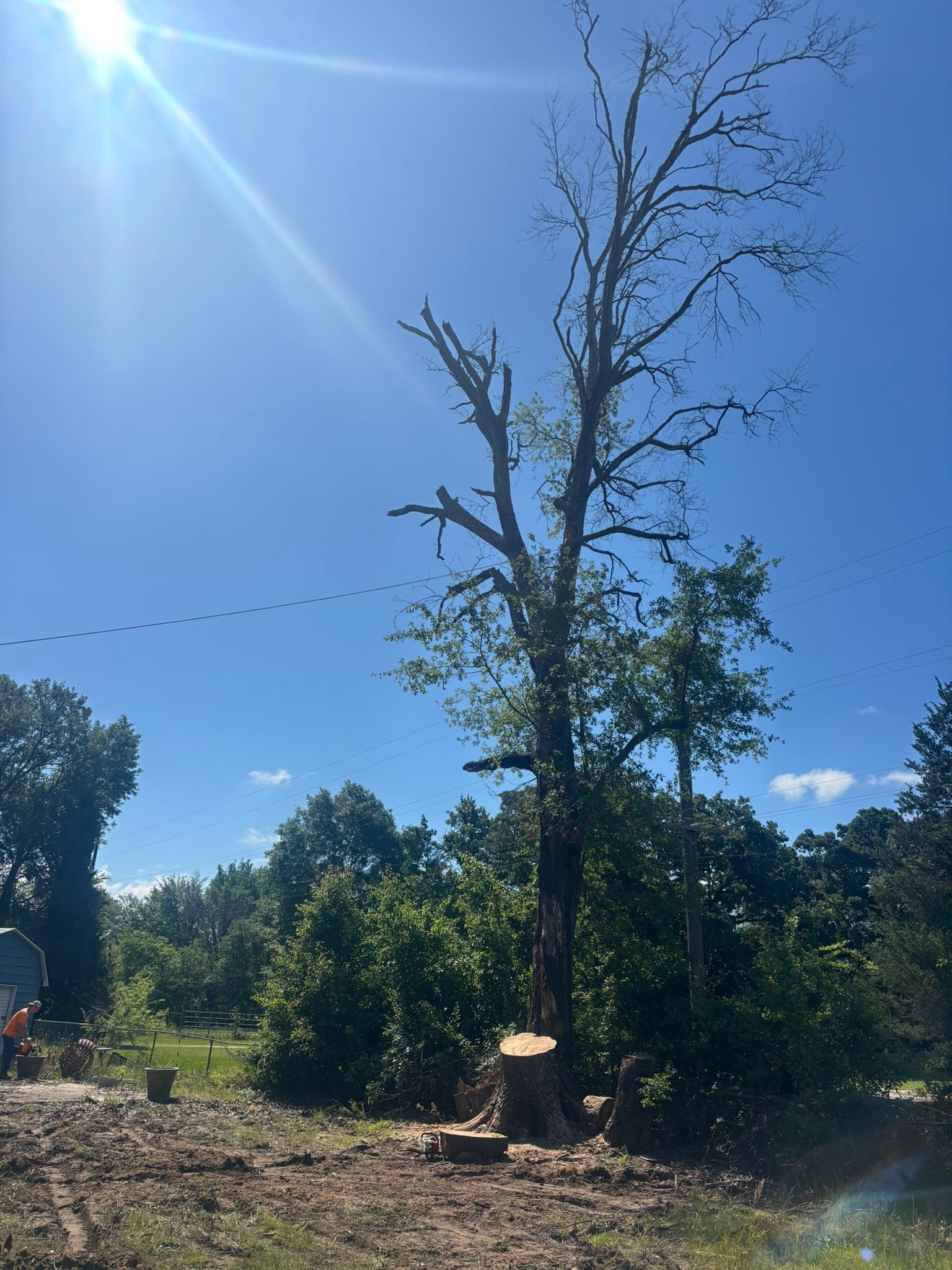 C & A Tree & Lawn Service LLC | Terrell TX