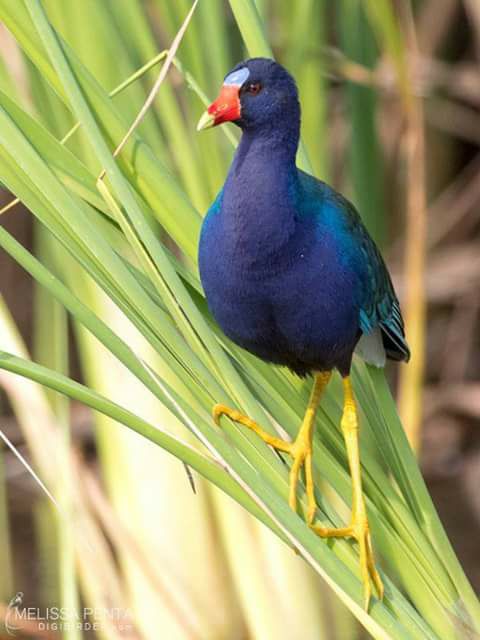 #26 --- ULOK --- The PURPLE... - Exotic Birds Philippines | Facebook