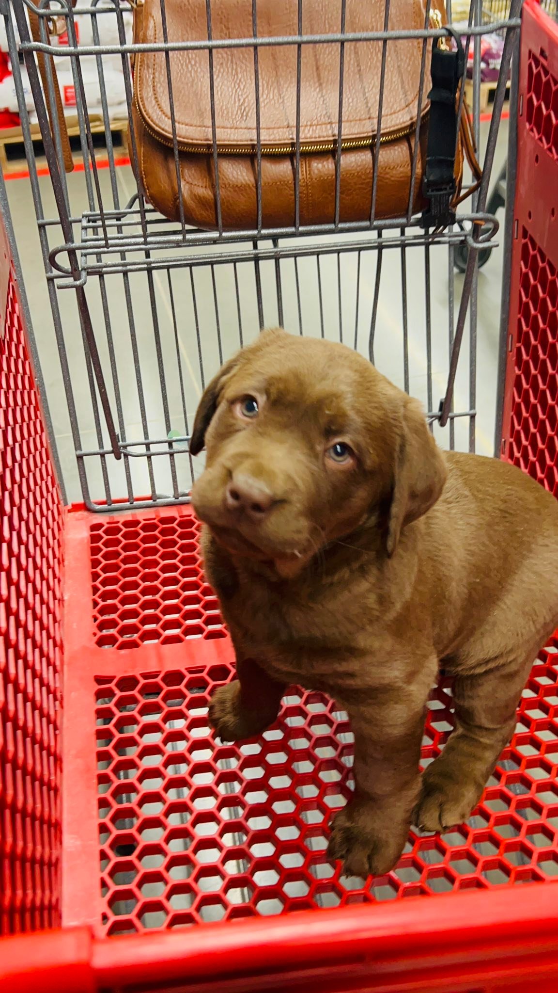 She’s only 8 weeks... - Blue Ridge Lane Labrador Retrievers | Facebook